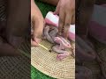#monkey #adorably #babymonkey #adoreble #cute #animals #funny #adorable #pets #shorts