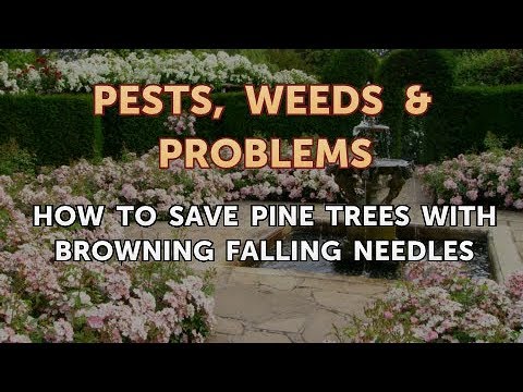 How to Save Pine Trees With Browning Falling Needles