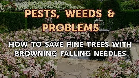 Do brown pine needles grow back?