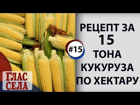 RECEPT ZA 15 TONA KUKURUZA PO HEKTARU