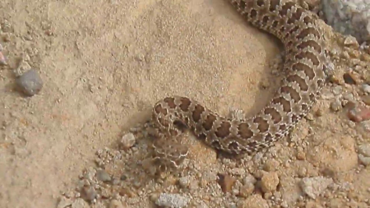 Close-up of the baby rattlesnake. - YouTube