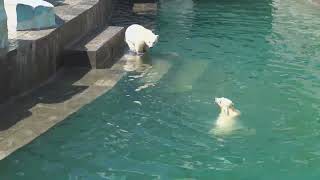 Медвежонку понравилось плавать и он сделал еще два заплыва. 16.05.2023