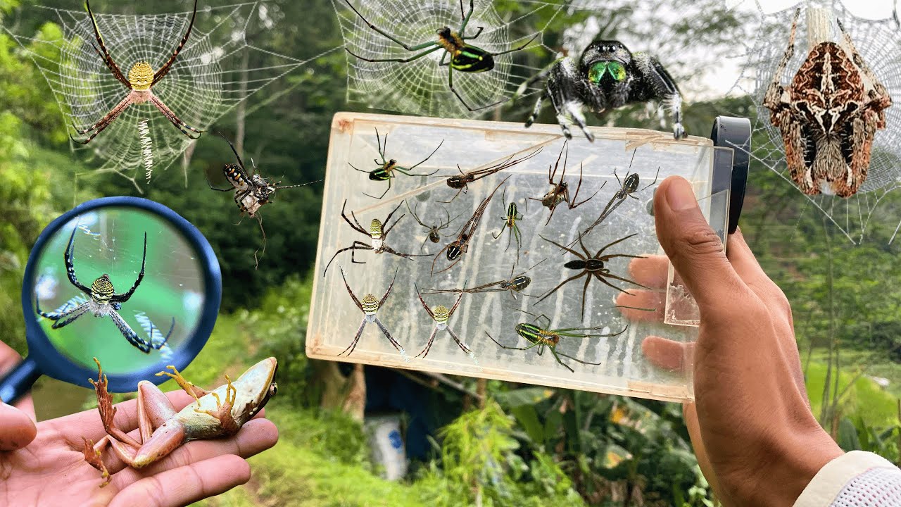 Wolf spider Venomous??  Hunting Top Spider in the River