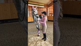 Pov Dein Wallach Muss Rosa Tragen