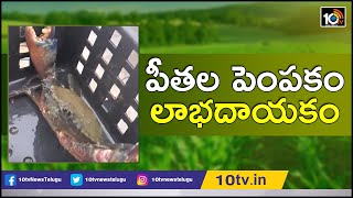 పీతల పెంపకం..లాభదాయకం | Soft Shell Crabs Farming In Box | Matti Manishi | 10TV News screenshot 4