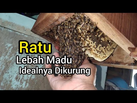 Video: Phacelia - Dapur Untuk Lebah Dan Banyak Lagi