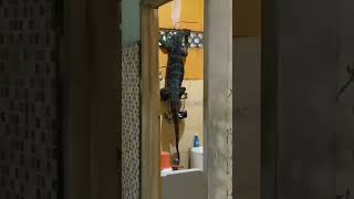 biawak besar masuk rumah #shorts #biawak
