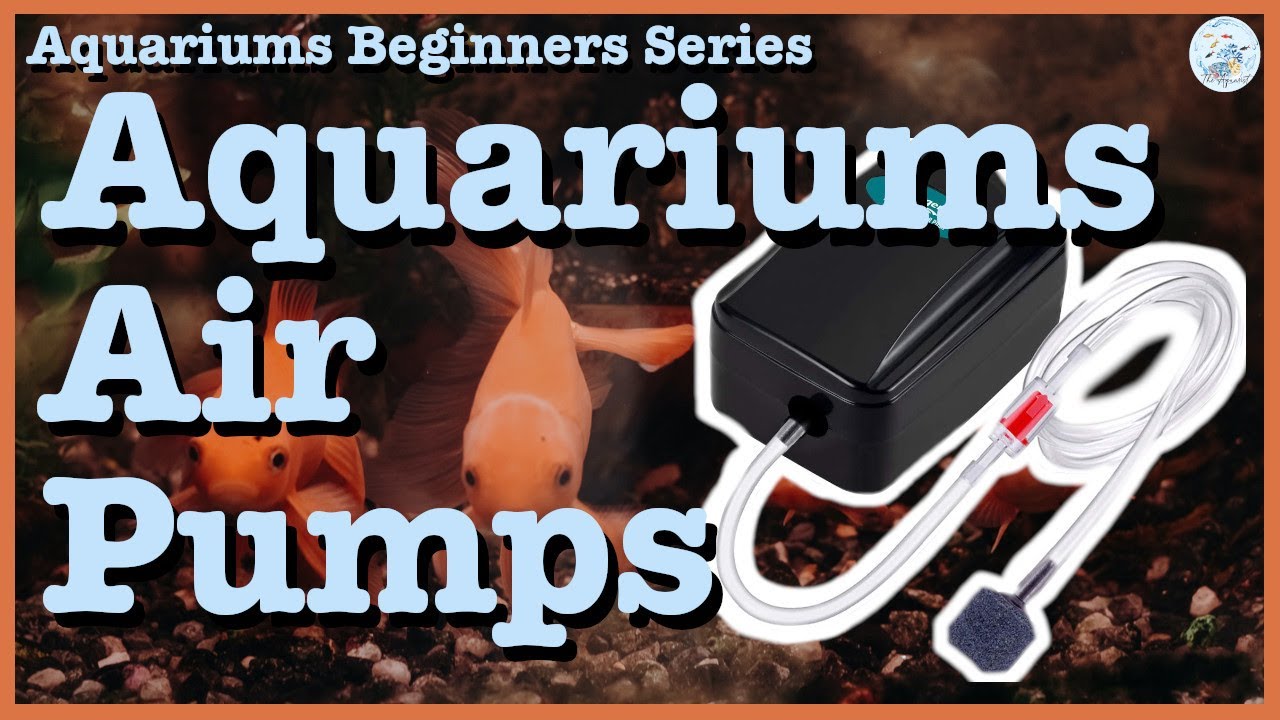 Image showcasing How to Fix Air Pump Aquarium: Easy Troubleshooting Tips for Optimal ...