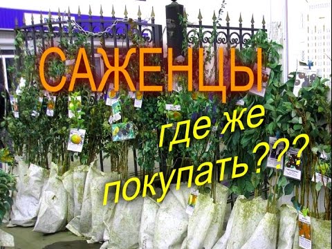 ГДЕ КУПИТЬ САЖЕНЦЫ//НЕЛЁГКИЙ ВЫБОР//МОЯ ЛЮБИМАЯ УСАДЬБА