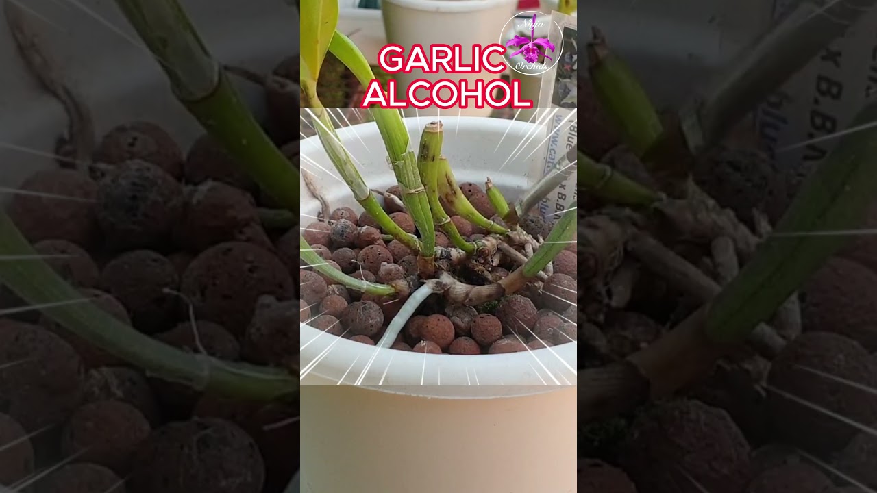 😡SCALE! Do YOU know what to do? 😤 I DO!! 🤫 💪🏼 