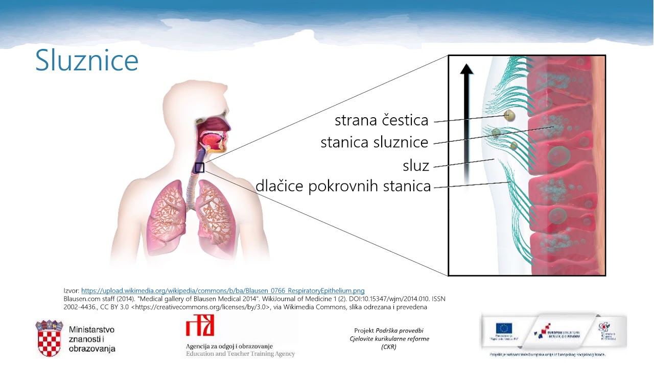 Biologija 3.r. SŠ - Imunosni sustav, 1. dio