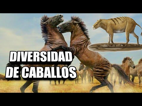 Video: Especies de caballos: la diversidad de la fauna terrestre