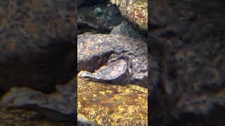 Eastern Hellbender