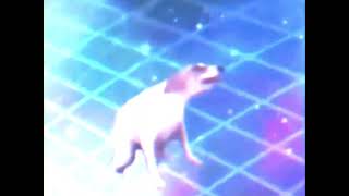 Tuku Taka Dancing Dog