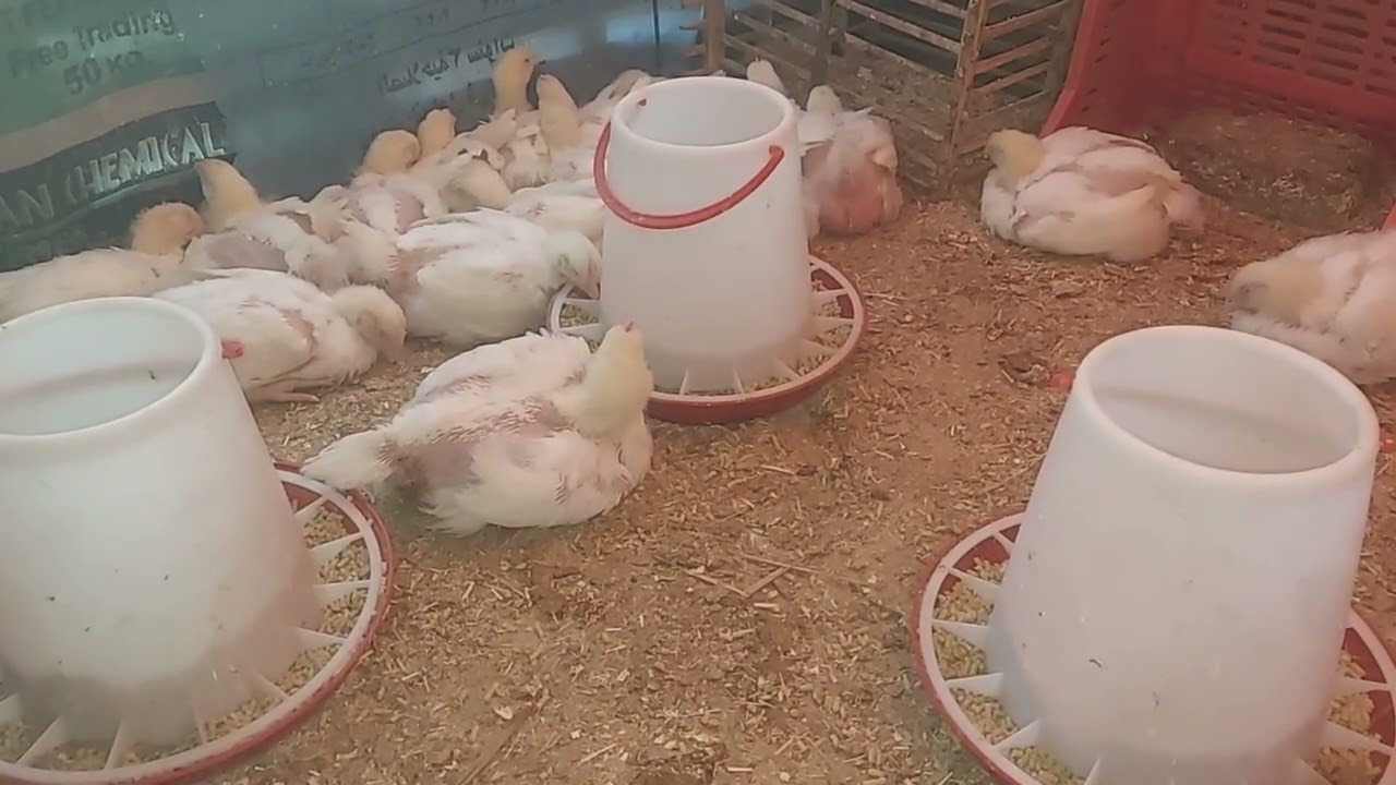 مشاء الله الفراخ بتحول وزن 👍اللهم بارك لنا فيما رزقتنا يارب العالمين فراخ رمضان كل سنة وانتوا طيبين 