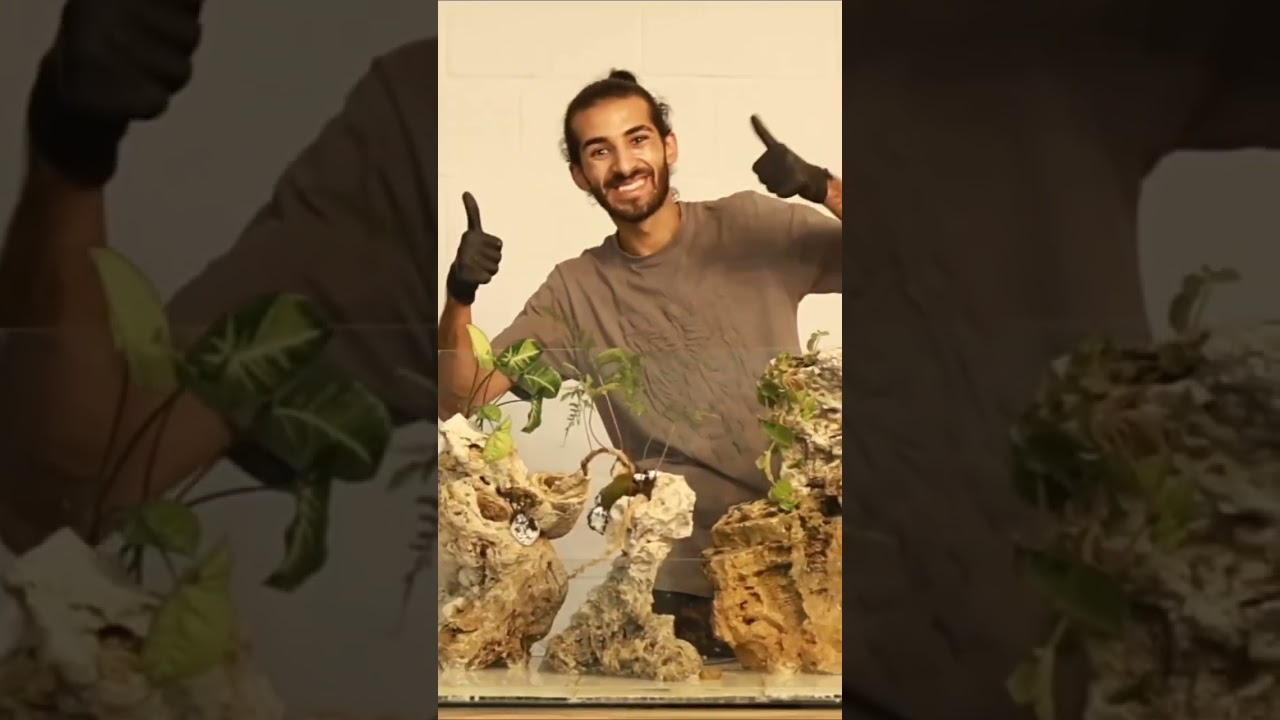 Making a Paludarium for a co-working space