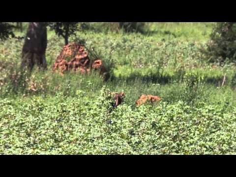 Vídeo: Recogiendo Un Cultivo