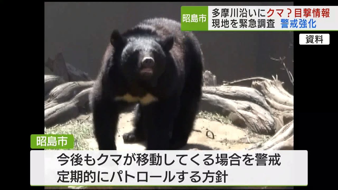 昭島市 クマ