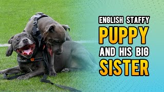 English Staffy Puppy Wrestling Big Sister Cali At The Park! Round 2!