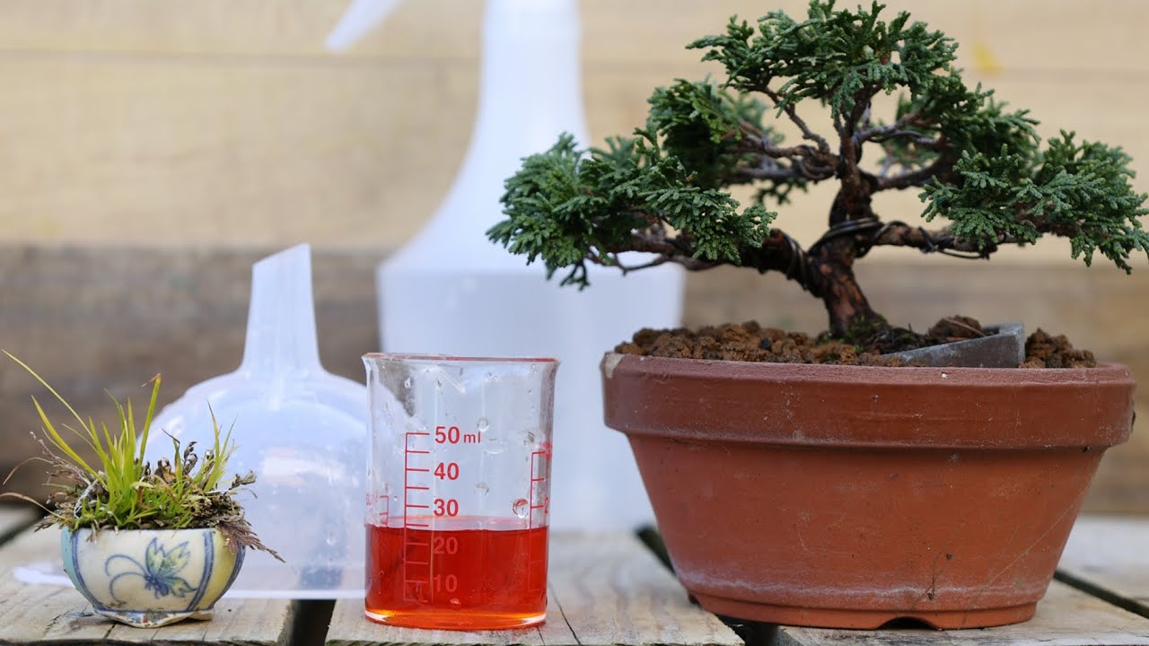 Lime Sulphur as a dormancy fungicide - #13 by Daniel_BR - Horticulture -  Mirai Forum