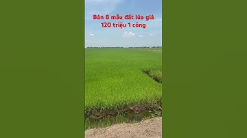 Cần bán 8 mẫu đất lúa giá 120 triệu 1 công thích hợp đầu tư hoặc lên vườn thuộc huyện mộc hóa