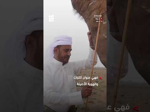 الإبل في شبوة: رمز للتراث والهوية اليمنية