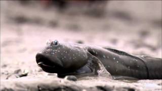 Animal Misfits - Oct. 15 On Nature On Pbs