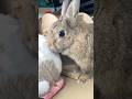 あいさつ代わり❣️🐰🐇😋😁