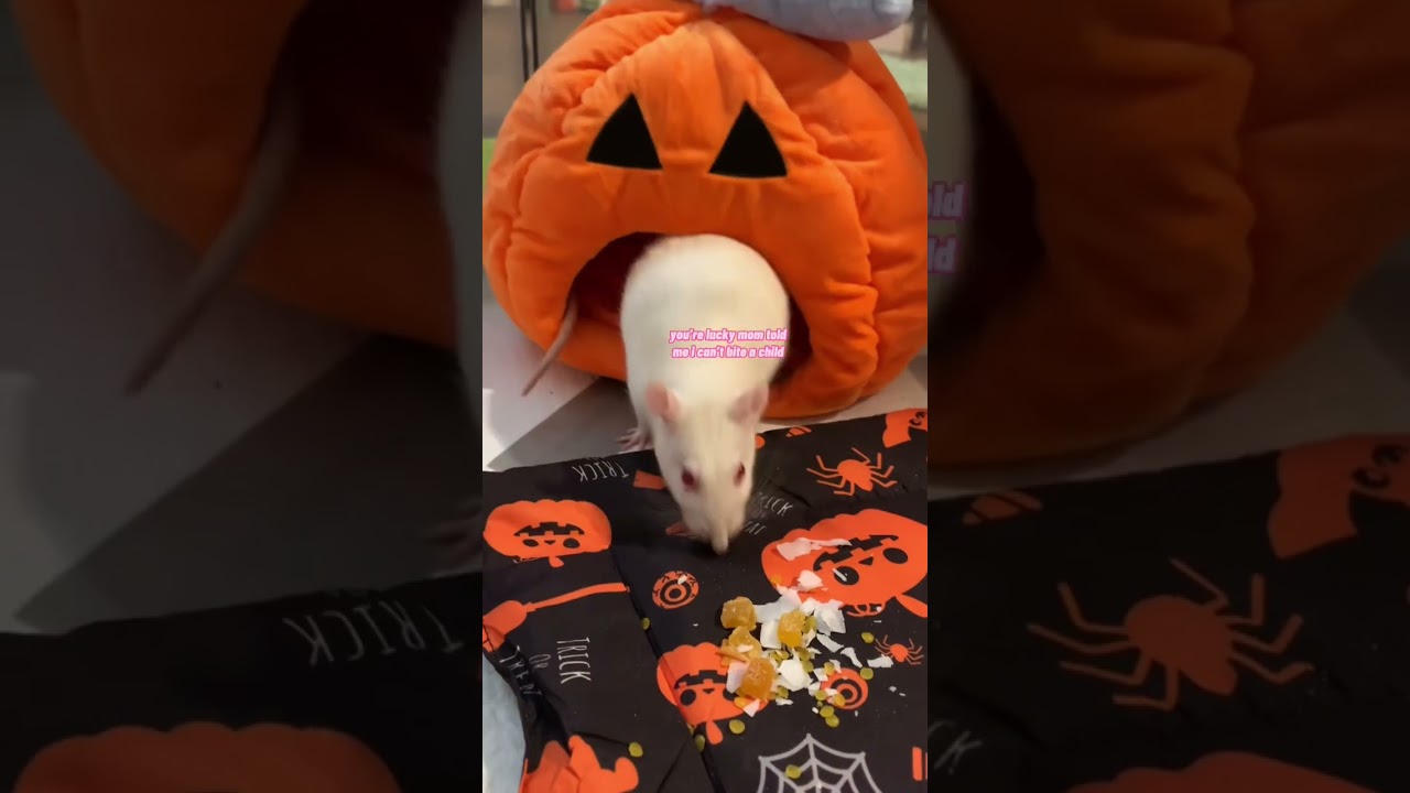 Halloween Rat Treats! (Ratty Box - October)