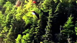 Eagle Goes Fishing for Salmon in Newfoundland and Labrador