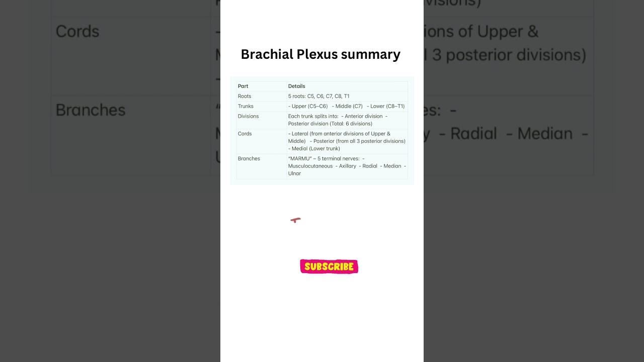 Brachial Plexus summary 