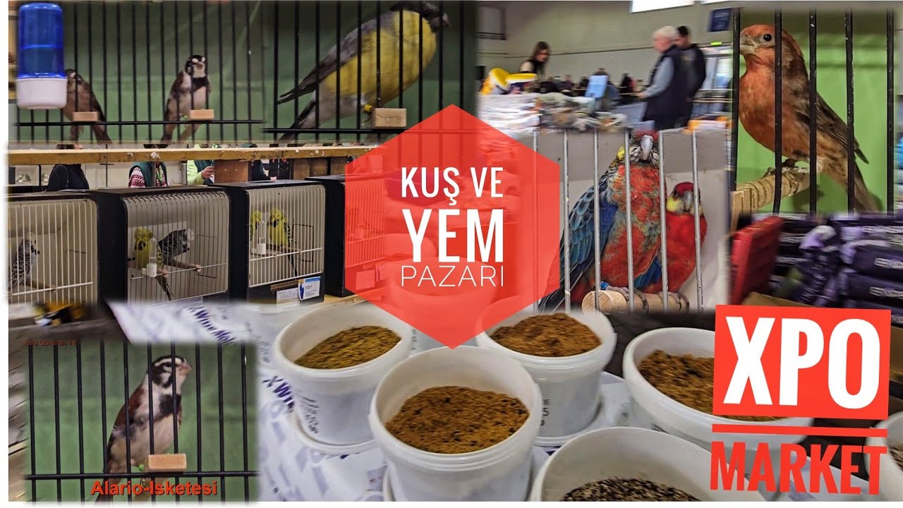 69. Kuş FUARI  Almanya - 2. Bölüm - Kuş ve Yem Pazarı Kassel. Bird Market Germany Kassel