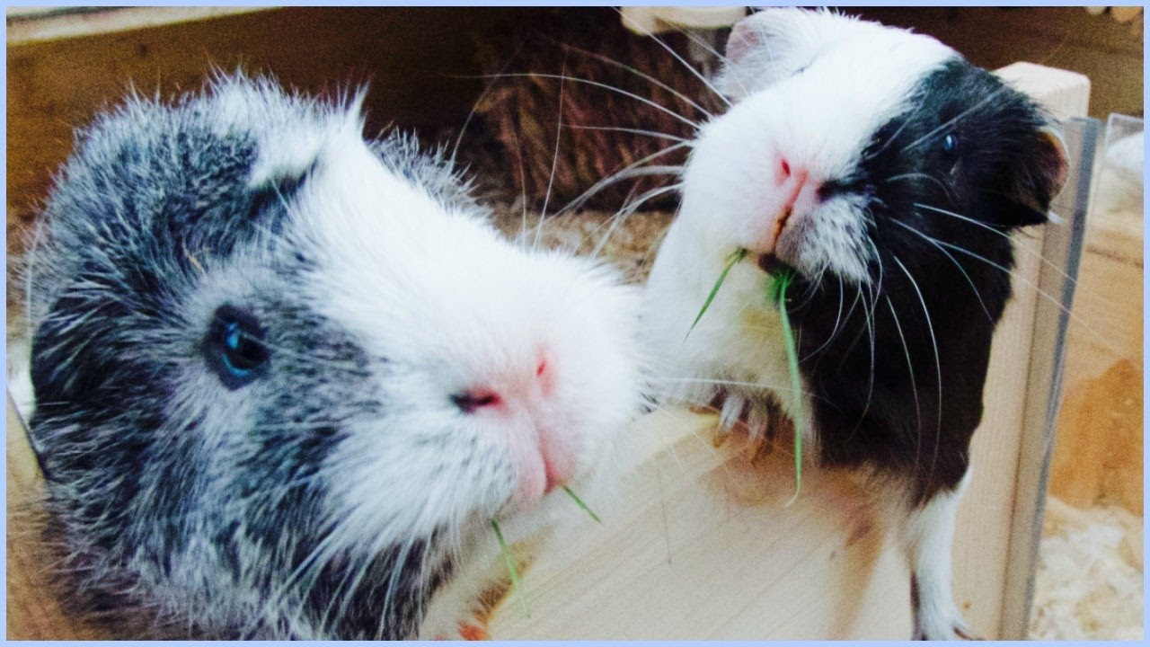 Wheekly Vlog 63 Clipping the Guinea Pigs' Nails YouTube