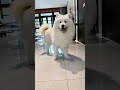 Samoyed S Daily Sharing Cute Pet Debut Plan Samoyed S Daily Sharing Cute Pet Debut Plan