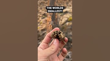 Worlds smallest tortoise! #shorts