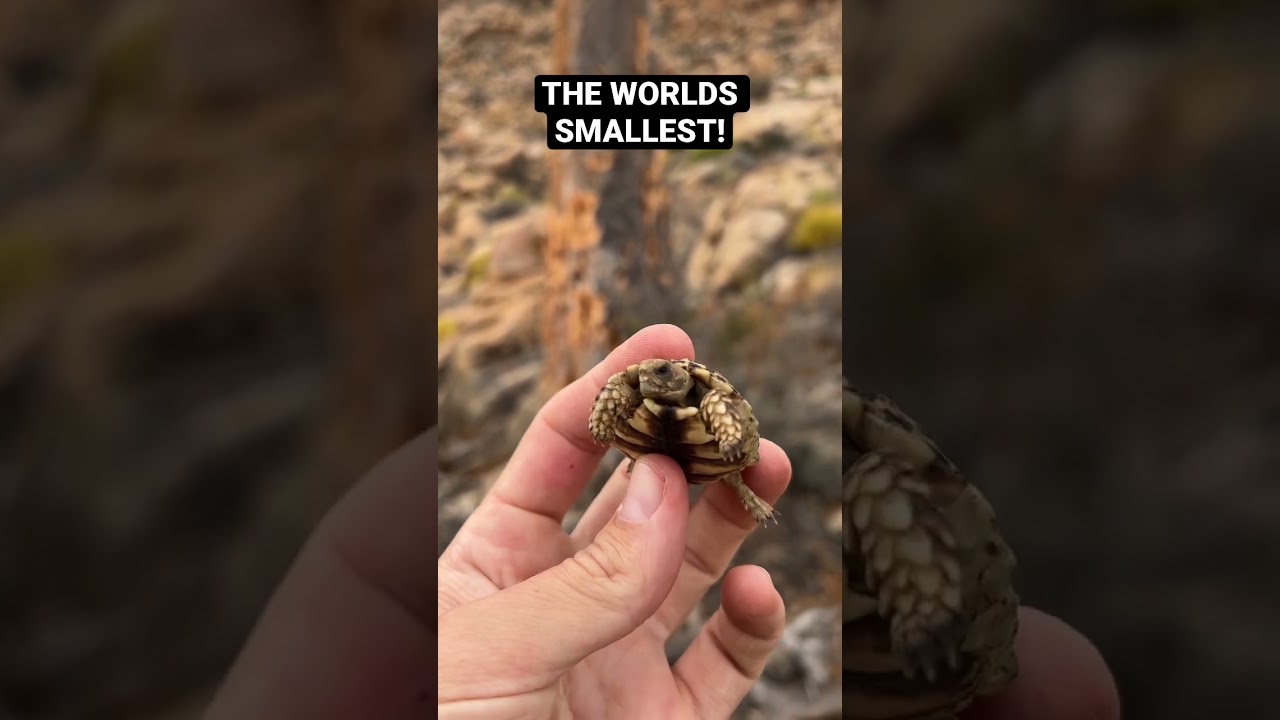 Worlds smallest tortoise! 