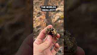 Worlds Smallest Tortoise
