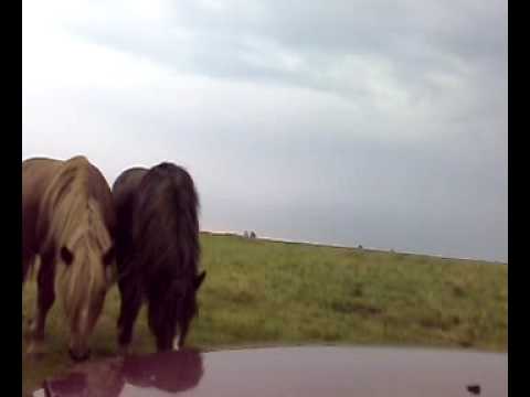Video: Appaloosa arklių veislė: nuotrauka, aprašymas. Appaloosa arklys: leopardas, įlanka