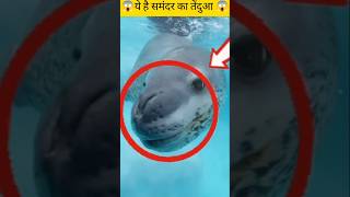 Antarctica का खतरनाक शिकारी! Leopard Seal का सच 🐆🌊 |#viral #shorts