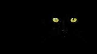 Wallpaper Cat screenshot 4