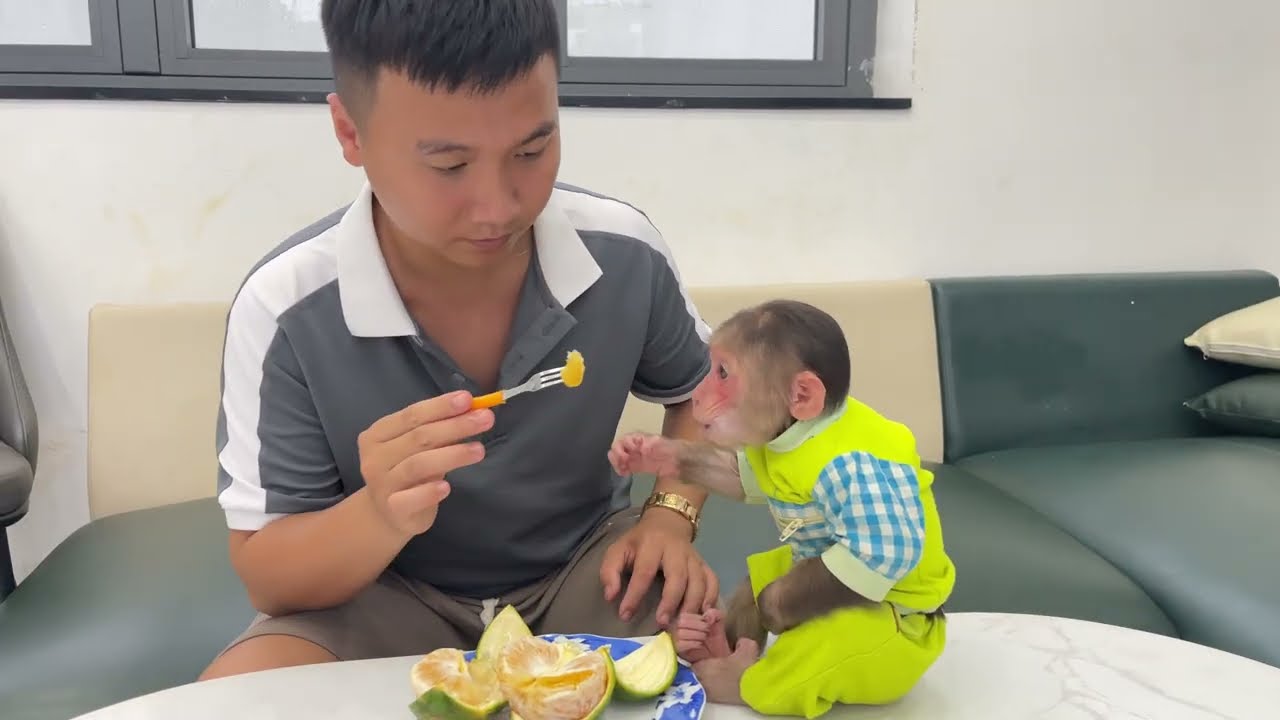 Monkey Cubis Struggles with Orange Peel — Watch Dad’s Epic Rescue!