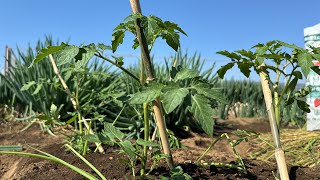 【トマト栽培】苗植える時にやると大きく育つ栽培方法のコツ（栽培時期〜肥料と水やり〜畝立て〜植え付け〜防寒対策）24/4/11