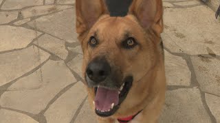 SÉRIE. Chiens, chats, nouveaux animaux de compagnie... La vie des bêtes à Bordeaux