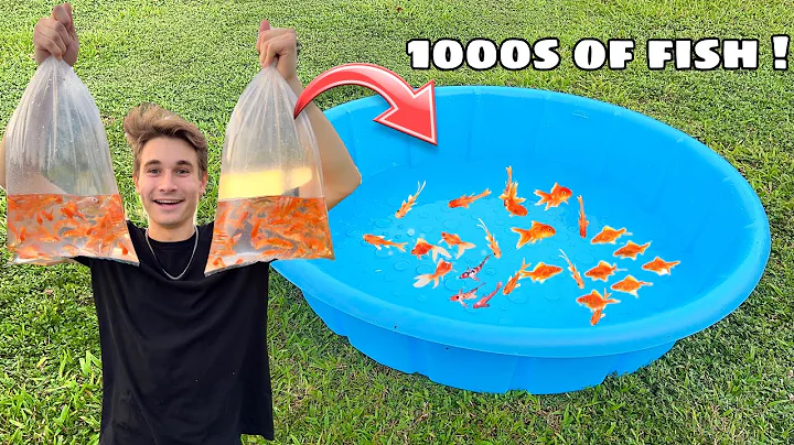 BREEDING 1000s of GOLDFISH IN POOL POND !