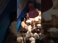 Мои милые домашние питомцы# пушистики😊
