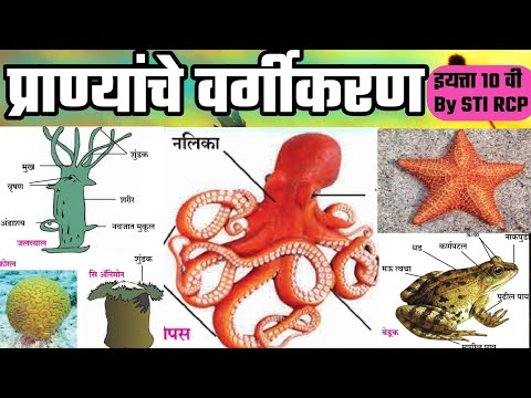 प्राण्यांचे वर्गीकरण |सामान्य विज्ञान By STI RCP|GENERAL SCIENCE BIOLOGY