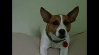 Oliver our talking Jack Russell on one of his rants