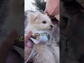 드디어 첫 산책🐶