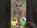 Spotted Owl vs Barred Owl | A Nighttime Tale of the Ancient Forest