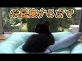 【癒し】仔猫が昼寝するまで【BGMなし】